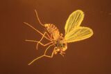 Detailed Fossil Fly (Diptera) In Dark Baltic Amber #58025-2